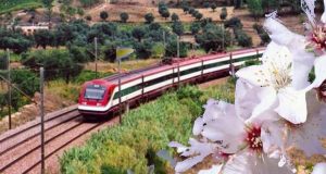 A CP promove nova edição das Amendoeiras em Flôr!