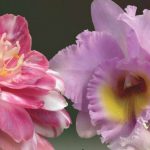 Exposição de Camélias e Orquídeas em Sintra