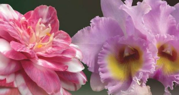 Exposição de Camélias e Orquídeas em Sintra