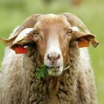 Palmela promove trilogia de sabores da Arrábida