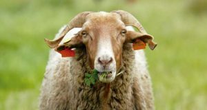 Palmela promove trilogia de sabores da Arrábida