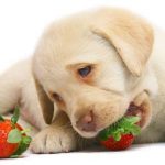 Exposição Canina Internacional em Elvas