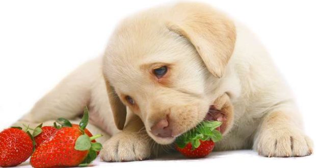 Exposição Canina Internacional em Elvas