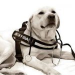 BV Elvas: Formação de 1º Socorros em Animais