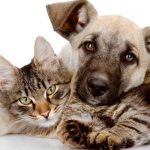 Campanha xcarga.pt a favor da Animalife