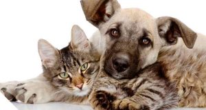 Campanha xcarga.pt a favor da Animalife