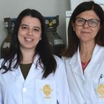 Investigadores da UC desenvolvem pâncreas bioartificial