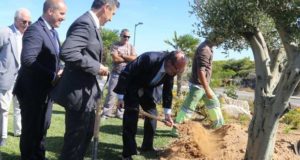 Ministro do Ambiente planta uma oliveira