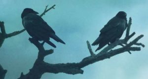 A Célula Adormecida de Nuno Nepomuceno