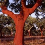 Cortiça eleita como o melhor de Portugal no Mundo