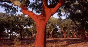 Cortiça eleita como o melhor de Portugal no Mundo