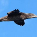 Diretivas "Aves e Habitats" da UE continuam inalteradas