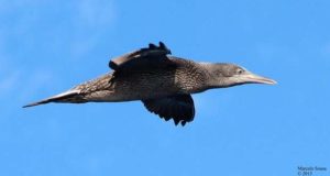 Diretivas "Aves e Habitats" da UE continuam inalteradas