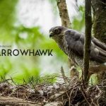 SPEA apela à preservação do Fura-bardo na Madeira