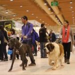 Concurso de Groomers e ‘Dog Talent’ no Pet Festival 2017