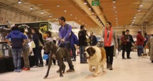 Concurso de Groomers e ‘Dog Talent’ no Pet Festival 2017