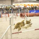 Salão dos Animais de Estimação em Fevereiro na FIL