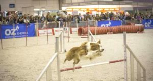 Salão dos Animais de Estimação em Fevereiro na FIL