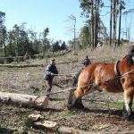 Mercedes-Benz patrocina reflorestação no Parque da Pena