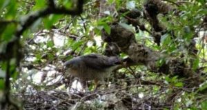 Campanha de crowdfunding da SPEA aquém dos objetivos