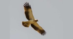 Medicamento ameaça Aves Selvagens em Portugal