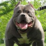 Normas sobre cães perigosos aprovadas no 2º trimestre