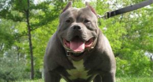 Normas sobre cães perigosos aprovadas no 2º trimestre