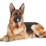 Dog Breeders Convention Iberia 2017 em Lisboa a Porto