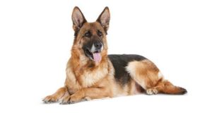 Dog Breeders Convention Iberia 2017 em Lisboa a Porto