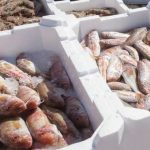 Mais Peixe e maior volume de negócios nas lotas portuguesas
