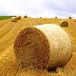 CDS-PP quer ouvir o Ministro da Agricultura sobre a seca