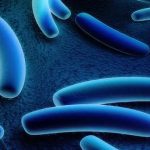 Workshop sobre a Legionella em Ponta Delgada