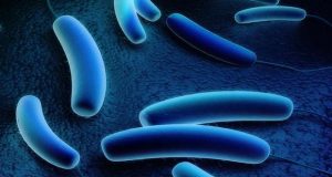 Workshop sobre a Legionella em Ponta Delgada