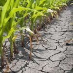 Os efeitos da seca dispararam os alarmes dos agricultores