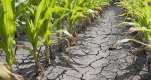 Os efeitos da seca dispararam os alarmes dos agricultores