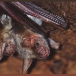 À descoberta dos Morcegos no Castelo de Palmela