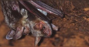 À descoberta dos Morcegos no Castelo de Palmela