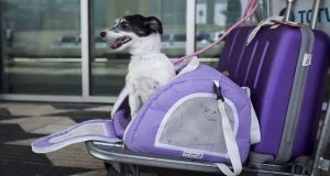 Países que reconhecem o animal de estimação em Viagem