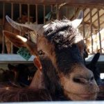 Associação entrega animais a pastores afetados pelos incêndios