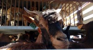 Associação entrega animais a pastores afetados pelos incêndios