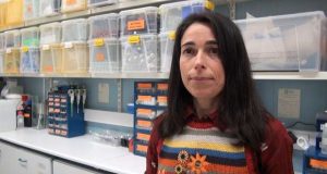 Efeitos dos pesticidas agrícolas nos organismos marinhos