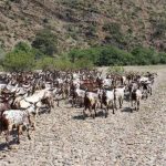 Alcoutim apoia Agrupamento de Defesa Sanitária