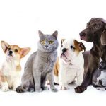 O PAN reclama verba para esterilização de animais domésticos