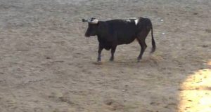 O PAN apela à desobediência civil em Coimbra