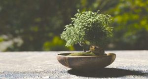 Exposição de Bonsais nas Fontes de Estômbar em Lagoa