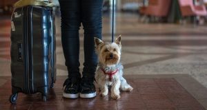 Férias com cão ou gato no Real Marina Residence