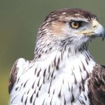 Festival de Observação de Aves na Vila de Sagres