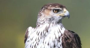 Festival de Observação de Aves na Vila de Sagres
