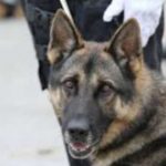 Destacamento da GNR em Kilkis na Grécia deteta clandestinos