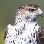 Águia Perdigueira em destaque no Festival de Observação de Aves